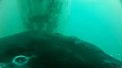 نوزاد نهنگ سینه‌دار که از مادرش شیردهی می‌کند؛ اولین فیلم جهان