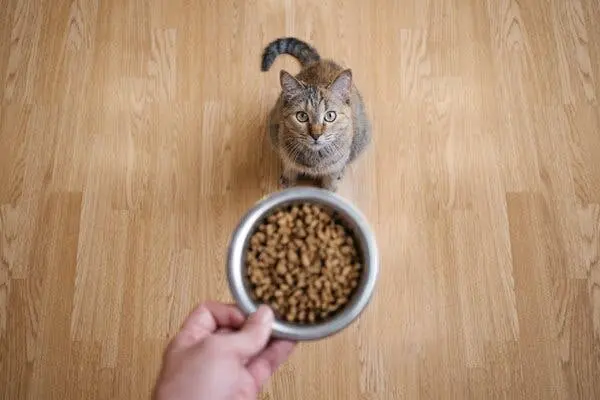 گربهای با انتظار فراوان به دستی که برای قرار دادن ظرف غذای پر به زمین دراز میشود، نگاه میکند.