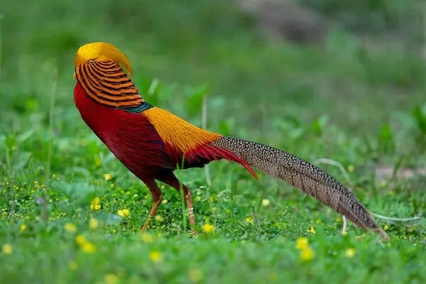 قوانقی با پرهای درخشان، تاج طلایی و هودی تزئینی از پرهای نارنجی و سیاه راه‌راه که درست زیر چشمش نمایش داده شده است.