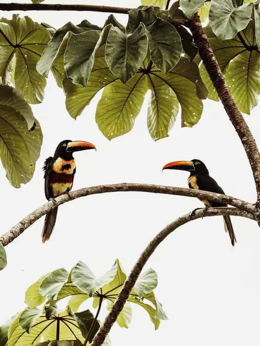 پرندگان در هتل بوتیک کورا