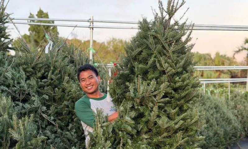 صاحب مشترک برمودا گرینثامب، جِی بنوزا، با اولین محموله درختهای کریسمس نرسری (عکس ارائه شده)