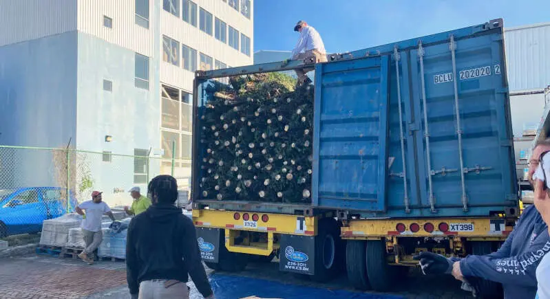 کارکنان برمودا بریکیارد در حال باز کردن کانتینرهای درخت کریسمس امسال (عکس ارائه شده)