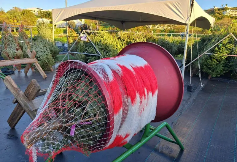 درختان کریسمس در حال بستهبندی با تور در نرسری آبرفلدی در پاگت (عکس ارائه شده)