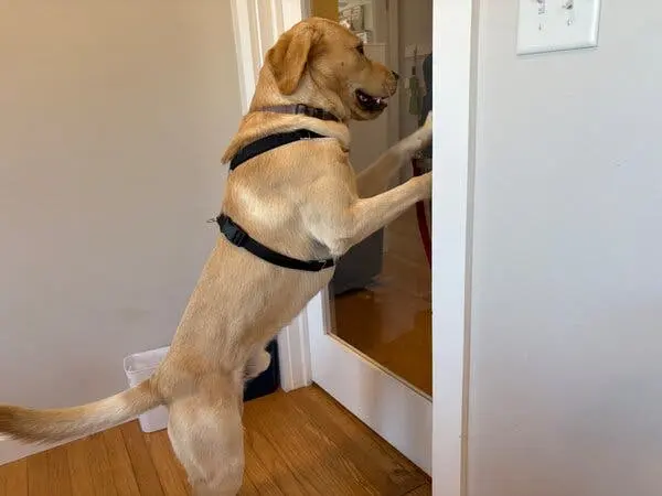 عکسی از سگی بزرگ که به‌نظر می‌رسد لابرادور زرد باشد، بر روی پاهای عقب ایستاده و با پیش‌پاهایش در حال باز کردن یک در است.