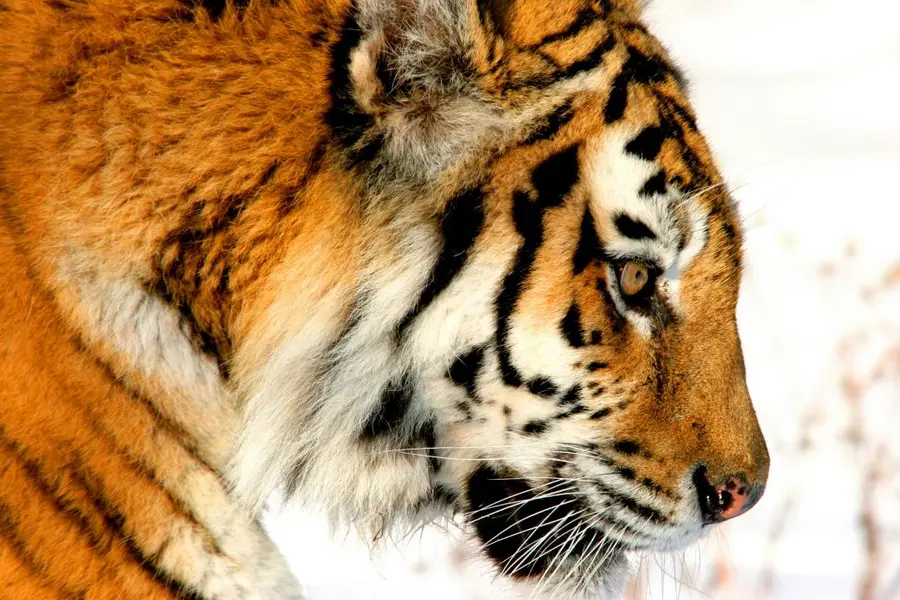 منتشر شده در ماه گذشته، «ببرهای بین امپراتوریها» سیر صعود، سقوط و بازگشت ببر آمور، که به عنوان ببر سیبری نیز شناخته میشود، را در شرق دور سرد و دشوار روسیه شرح میدهد. برای آشنایی بیشتر با این حماسه، گالری را مرور کنید.