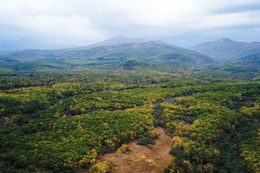 محیط طبیعی سیکوتئالین در سواحل اقیانوس آرام روسیه (در تصویر) از نواحی پرمورسکی و خباریوسک عبور میکند و زیستگاه کلیدی ببر آمور است. دادههای جمعآوریشده از نظرسنجیهای جمعیتی پروژه ببر سیبری، پیشنهادهای مربوط به مناطق حفاظت جدید را پشتیبانی کردند که در نهایت مساحت زمینهای محافظتشده را دو برابر کرد.