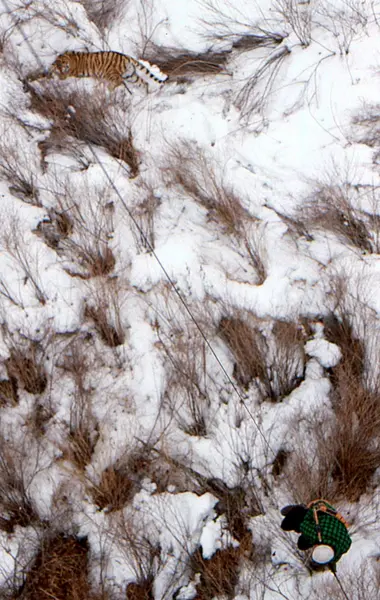 ببر ماده اولگا در زمان دومین شکارش، که قلادۀ او تعویض شد، تصویر شده است. او از طریق هلیکوپتر تزریق شد و بهصورت جزئی بیهوش شد.