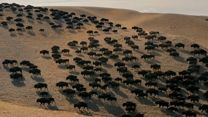 سالها طول کشید تا قبیله خانهای برای گلهٔ وحشی در نیناستاکو یا کوه رئیس پیدا کند، ناحیهای در مرز پارک ملی گلیسیَر و رزرو که مدتها نقطهٔ راهنمایی روحانی برای بلکفیتها بوده است.